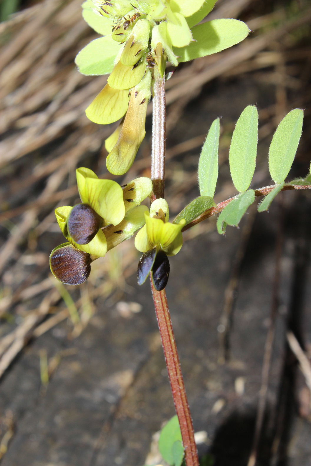 Vicia melanops